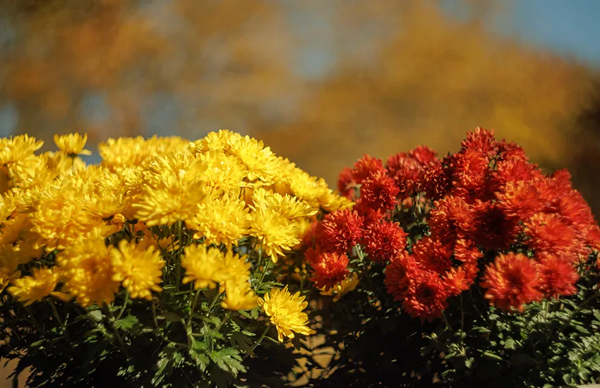 flores