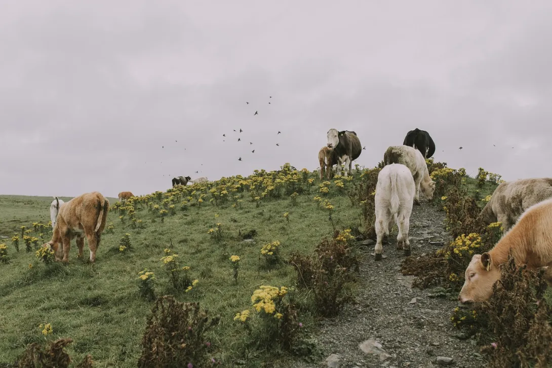 García Márquez y las vacas