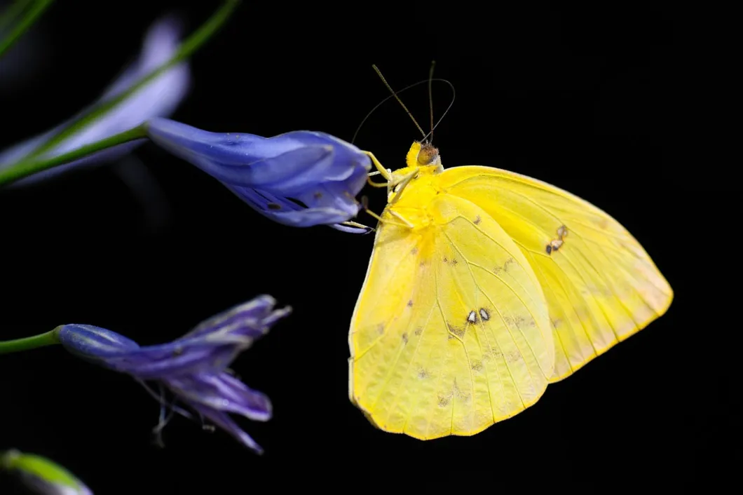 El secreto de Mauricio Babilonia y las mariposas amarillas